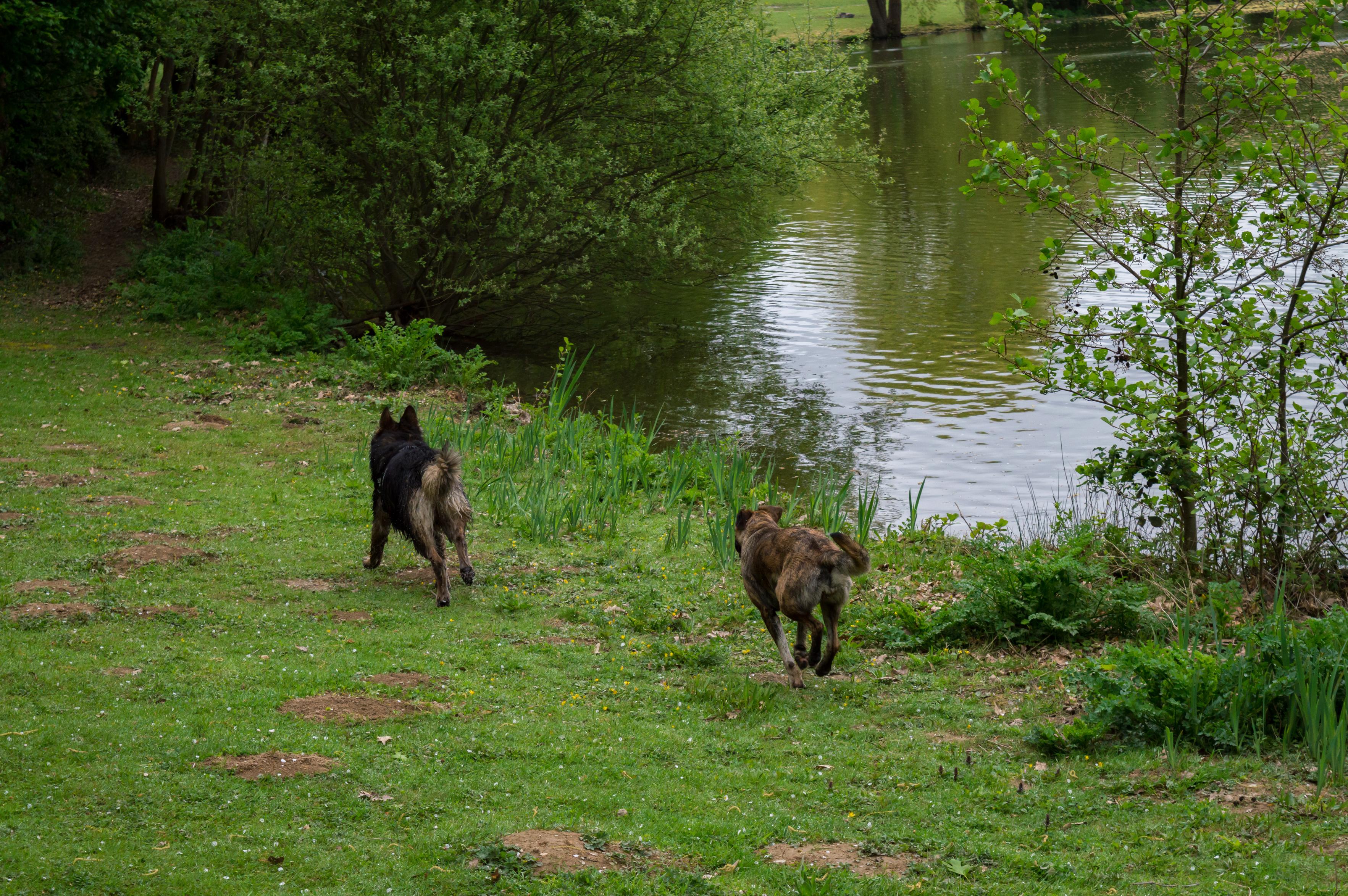 Two dogs running near water