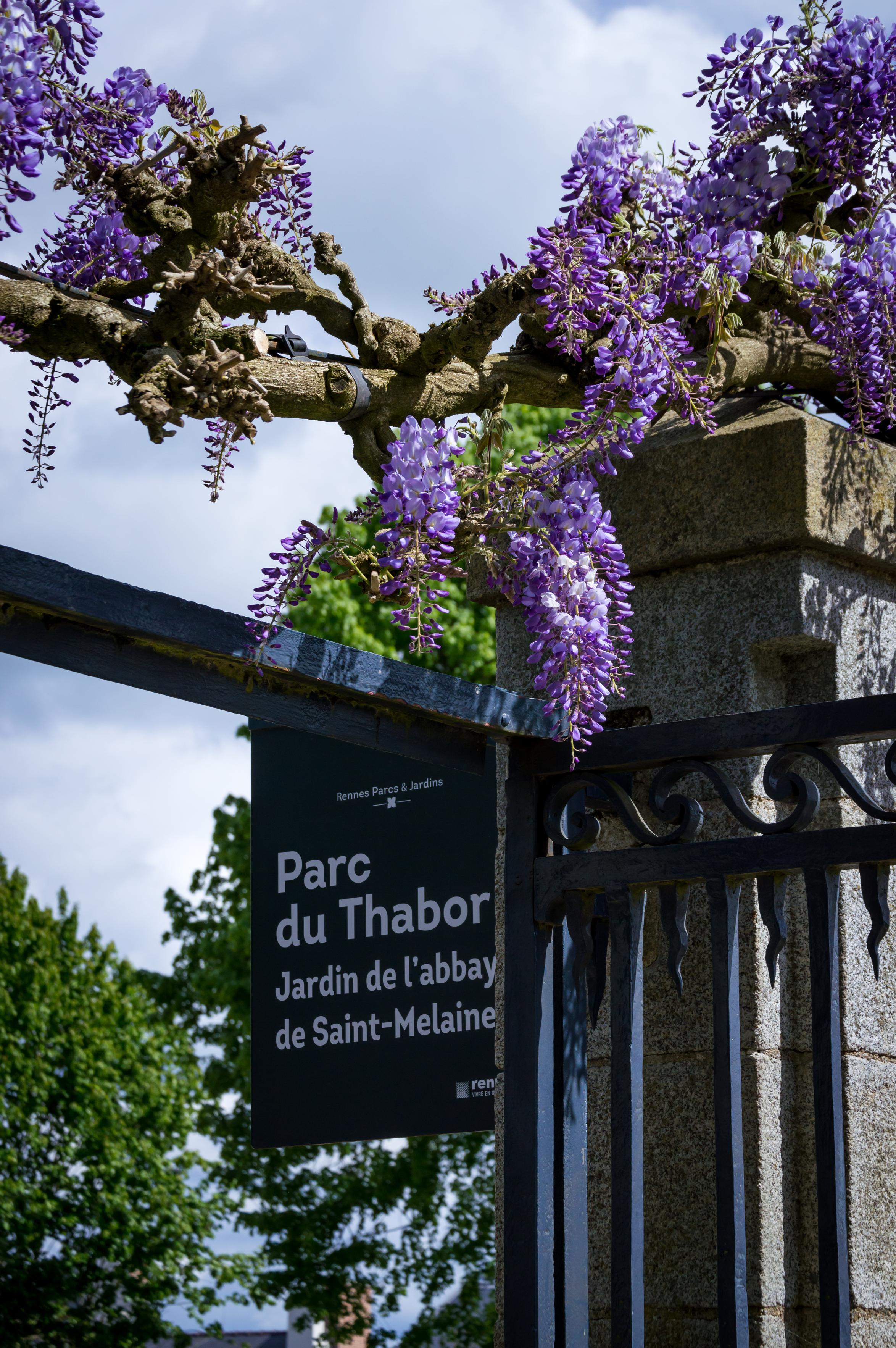 Purple flowers of a tree growing over the gate to Parc du Thabor, Rennes