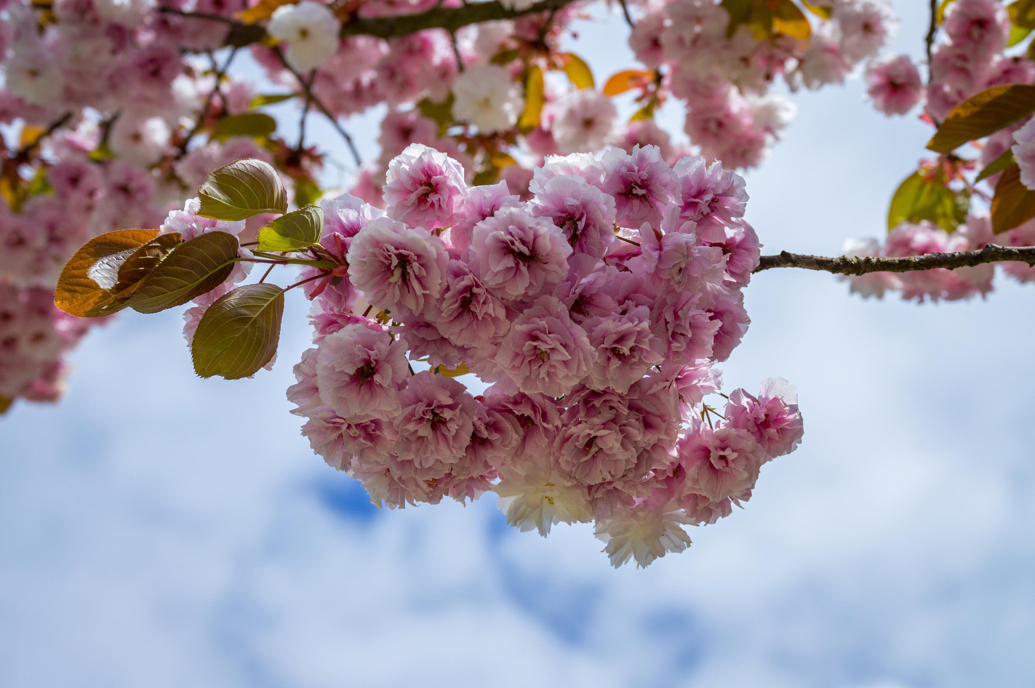Pink flowers blooming on a tree