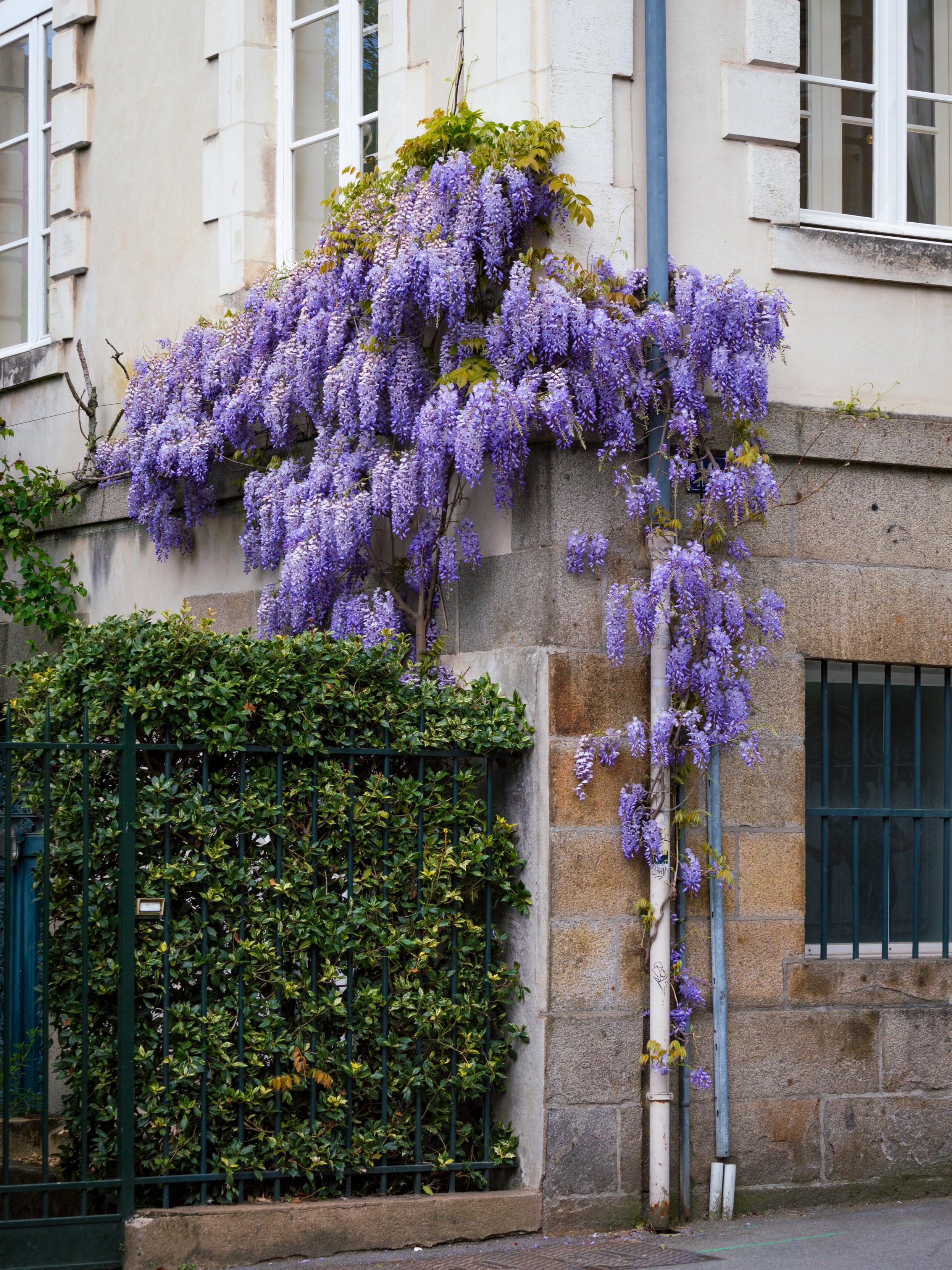 Purple flowers blooming on a bush growing on the facade of a building
