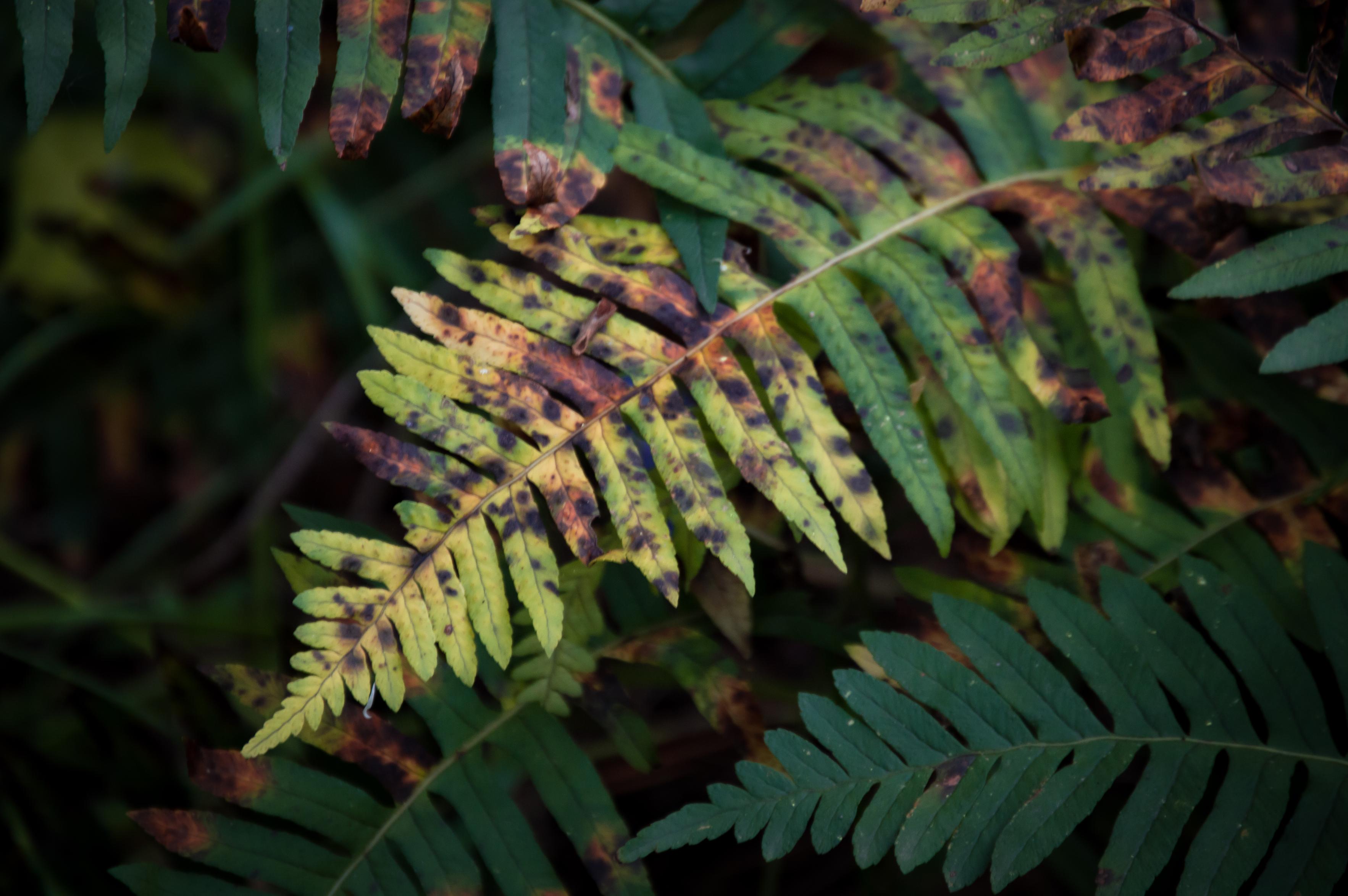 Close up on a partially yellowed fern leaf