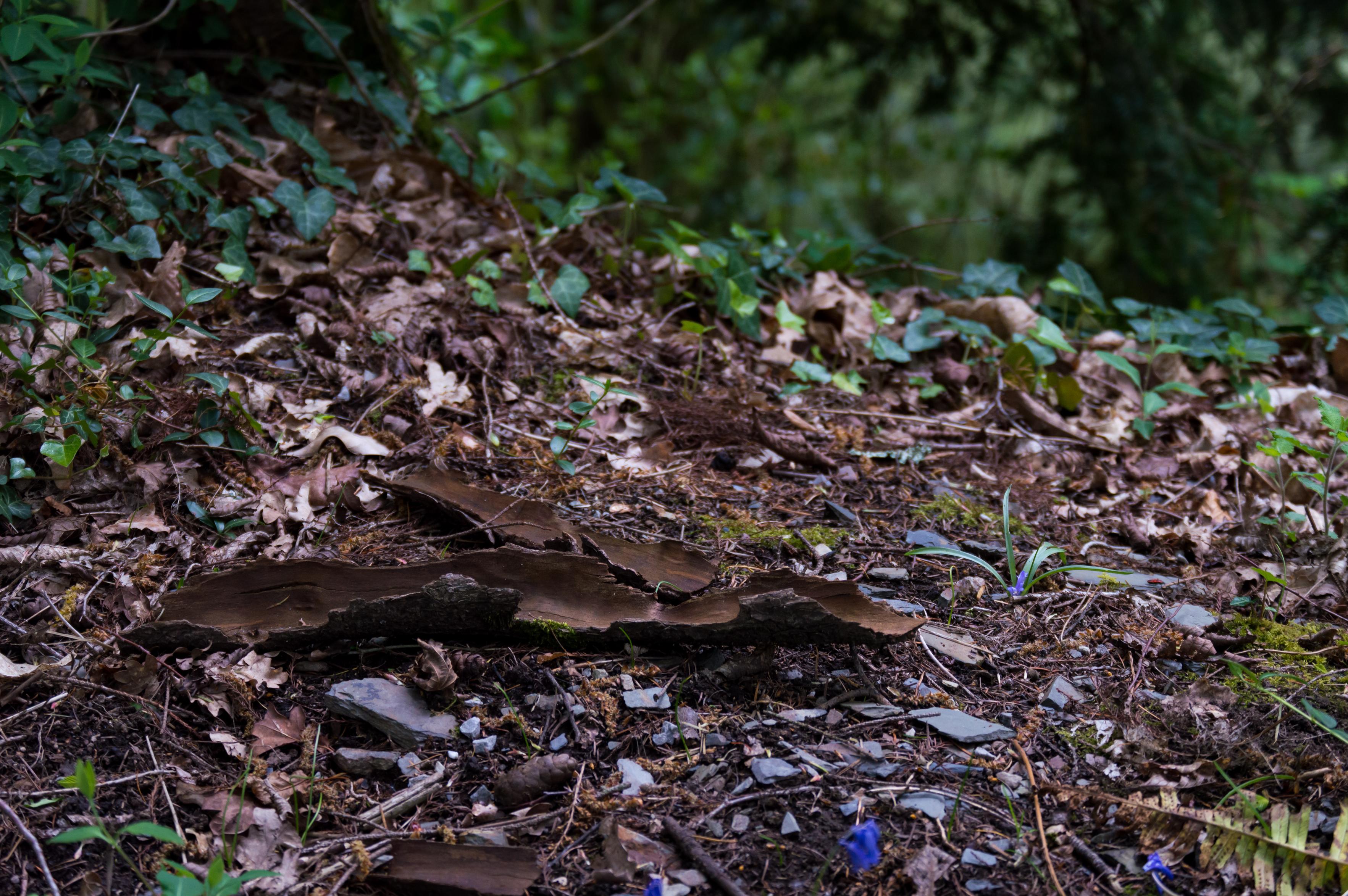 Piece of dead tree bark laying on the ground in a forest